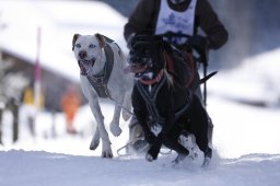 Lenk 2013